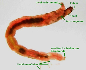 zuckmückenlarve